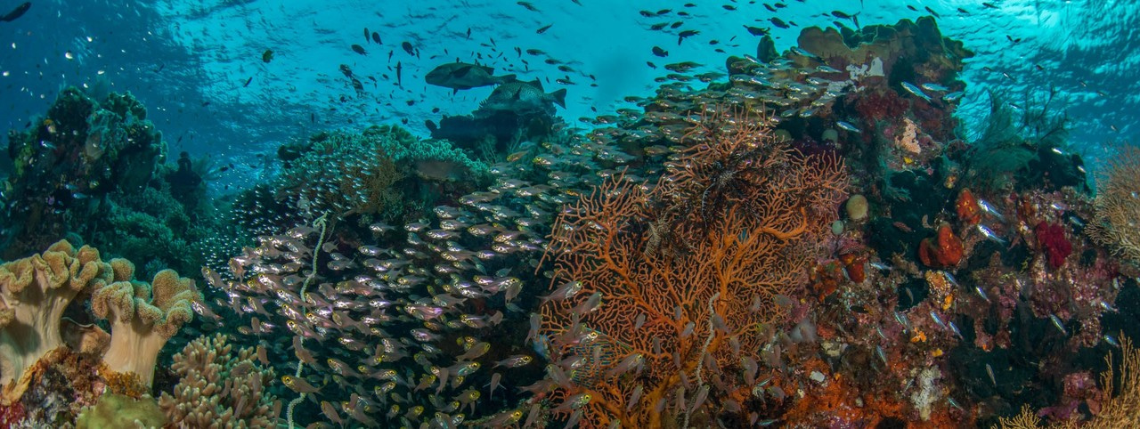 Temperature sets the bounds on marine species’ distributions